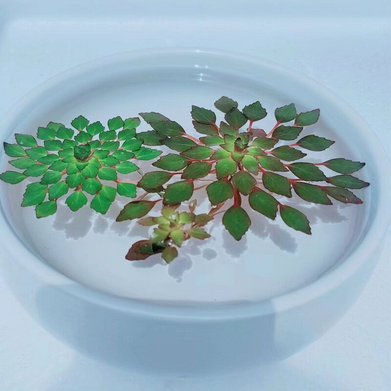 浮萍浮性活体植物水草水上烟花火黄花菱危地馬拉水丁香一叶莲水培