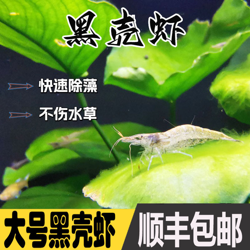 顺丰包邮黑壳虾除藻虾活体饲料淡水观赏虾草缸清洁虾缸除藻工具虾