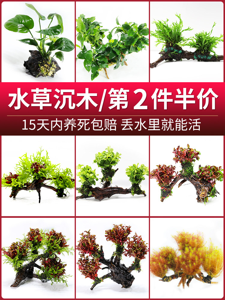 鱼缸沉木水草植物懒人水草活体阴性蜈蚣净水增氧造景装饰底砂套餐