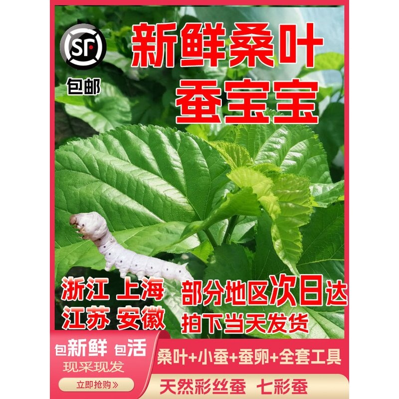 新鲜桑叶嫩现摘喂蚕送金丝蚕宝宝学生养蚕套装大叶桑树叶饲料蚕卵