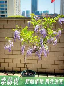 紫藤花树苗爬植物盆栽庭院