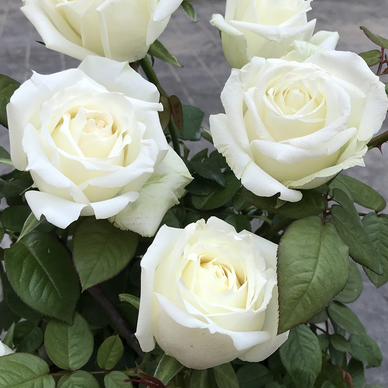 玫瑰花苗【坦尼克】白色切花灌木月季苗阳台庭院花卉盆栽观花植物