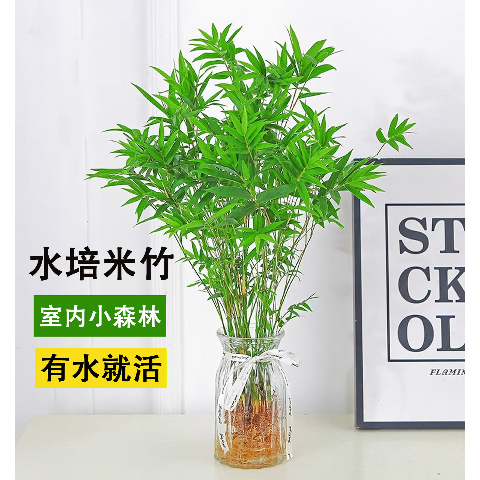 水培米竹植物室内观赏矮化凤尾竹子盆栽客厅水养富贵竹好养活盆景