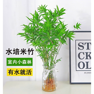 水培米竹植物室内观赏矮化凤尾竹子盆栽客厅水养富贵竹好养活盆景