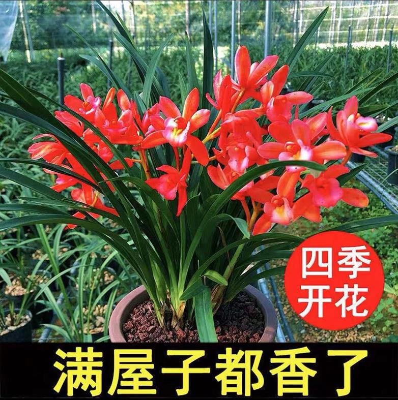 兰花盆栽墨兰建兰花卉植物室内绿植耐寒好养四季名贵兰花苗带花苞