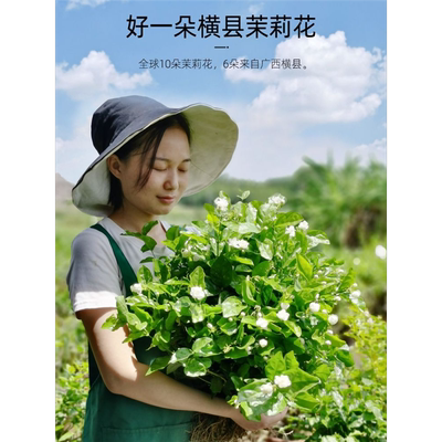 重瓣茉莉花室外绿植阳台盆栽