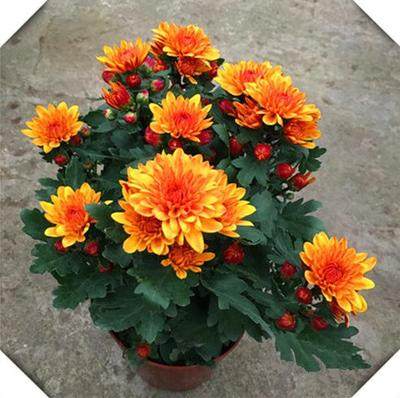 带花发货荷兰盆栽菊花苗耐寒易活四季养开大花盆栽室内外阳台绿植,鲜花速递/花卉仿真/绿植园艺,造型盆景,淘宝优惠券,粉丝福利购,淘宝优惠卷