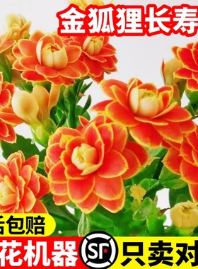 进口金狐狸长寿花盆栽重瓣大花精品带花包对版过年花卉室内植物花