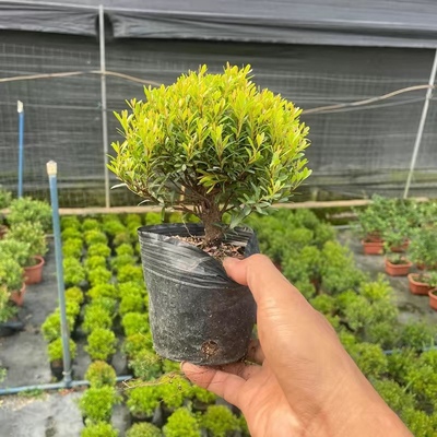 小叶赤楠提根造型盆景耐寒热