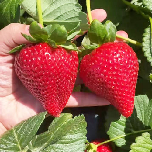 四季草莓苗盆栽特大食用奶油章