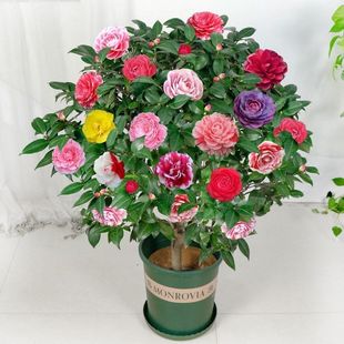山茶花盆栽带花苞五色赤丹花卉植物室内好养茶花树苗四季 开花香妃
