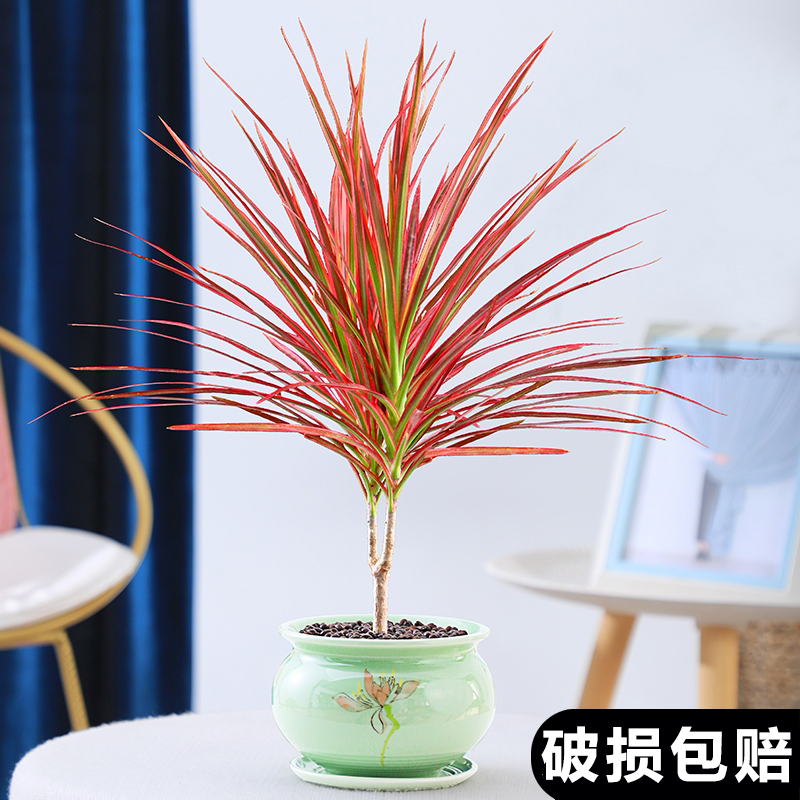 七彩铁千年木盆栽植物室内