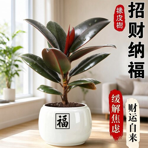 黑金刚橡皮树净化空气盆栽