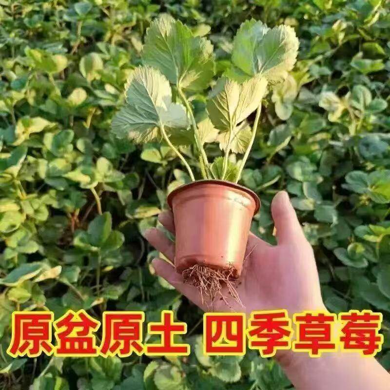 草莓种植苗盆栽脱毒穴盘苗带花果带土四季奶油红颜秋冬草莓秧苗