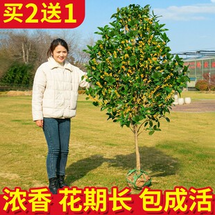 桂花树苗大树庭院地栽金桂原生高杆浓香型花卉开花沉香桂盆栽