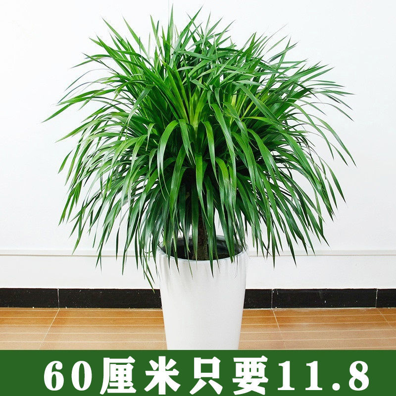 龙须树大型绿植多头血铁发财