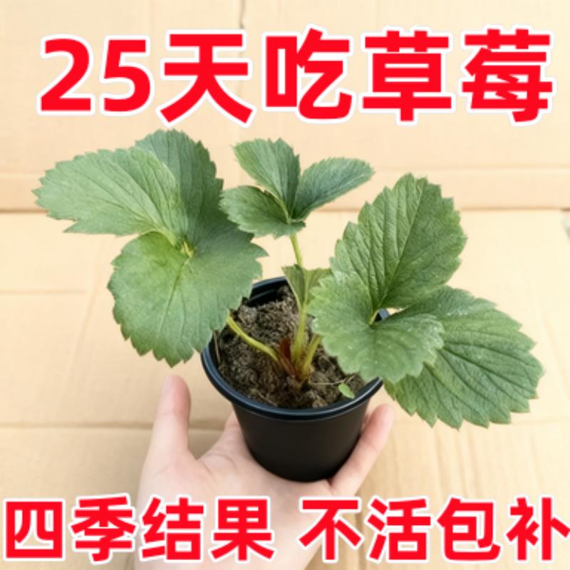 草莓苗阳台盆栽庭院南北方