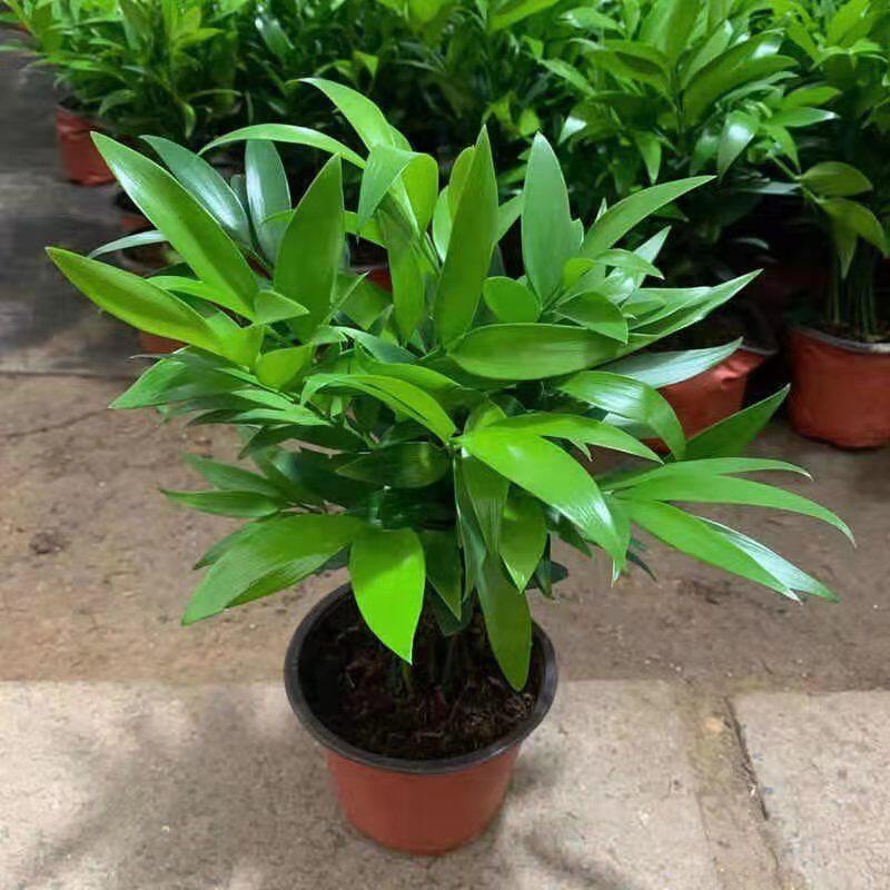 竹柏盆栽植物长寿竹室内四季常青耐寒绿植竹柏苗夏季水培绿植花卉