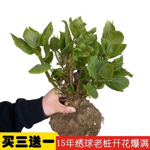 绣球花苗老桩无尽盆栽