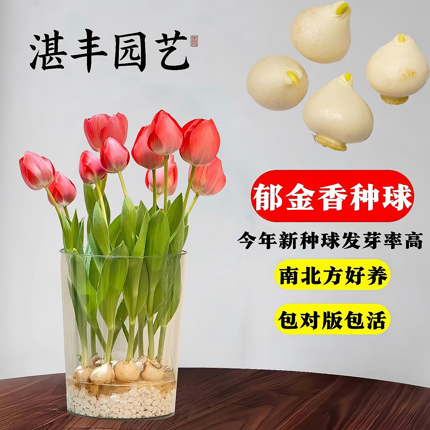 郁金香花种球水培盆栽子重