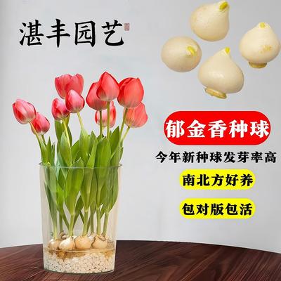 郁金香花种球水培盆栽子重