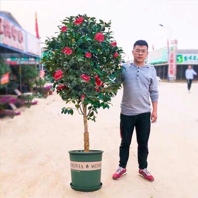 耐寒山茶花树苗庭院别墅冻植