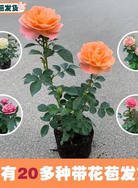 玫瑰花苗花卉果汁阳台盆栽带花苞室内外四季观花植物大花月季蔷薇