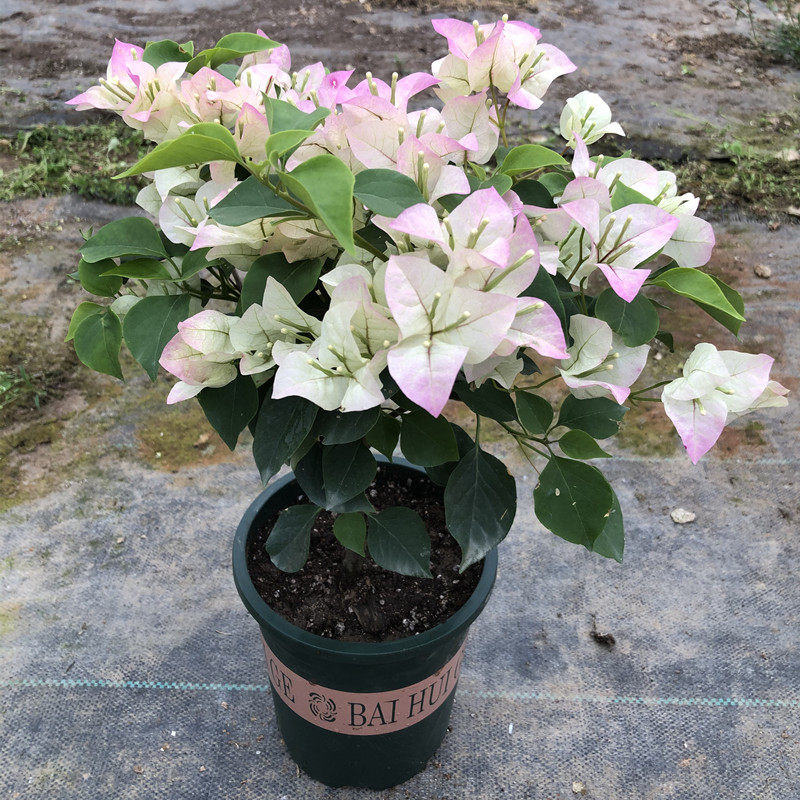 绿叶三角梅盆栽苗重瓣带花带盆发货品种四季爬藤室内花卉老桩