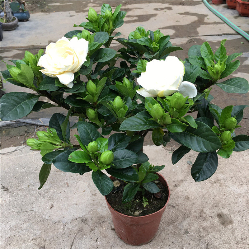 大叶牡丹栀子花带苞盆栽浓