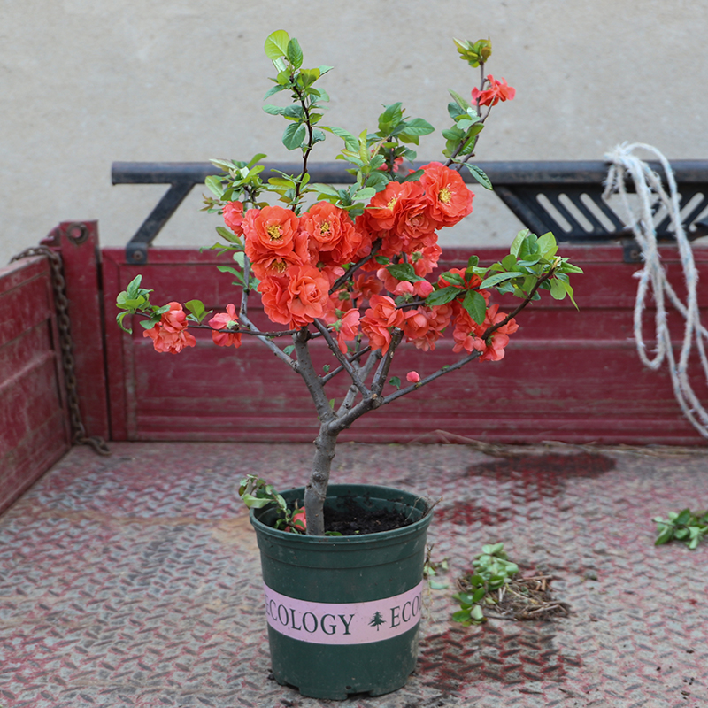 世界一日本海棠桔红大色长