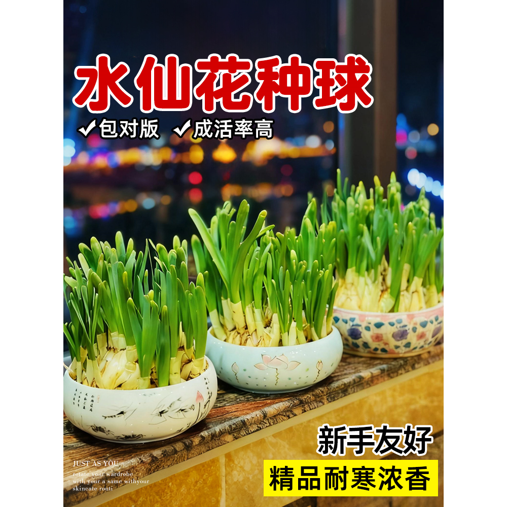 水仙花种球采购漳州大球水培土培四季带花苞盆栽水养球年宵花,鲜花速递/花卉仿真/绿植园艺,红掌/凤梨/温室花卉,淘宝优惠券,粉丝福利购,淘宝优惠卷