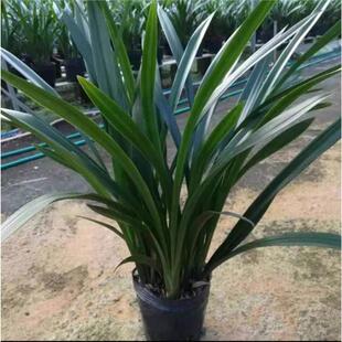 耐寒兰花苗墨兰金边企黑浓香室内四季建兰花卉绿植物原盆栽好养