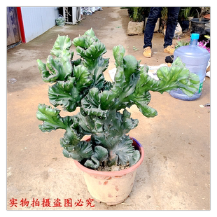 玉麒麟盆栽 麒麟掌 植物 四季常青绿植 仙人掌观赏盆景