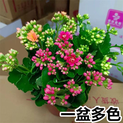 长寿花盆栽带苞多肉植物巴