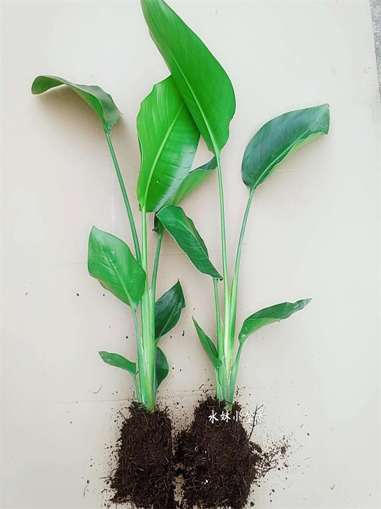 天堂鸟盆栽室内耐寒植物