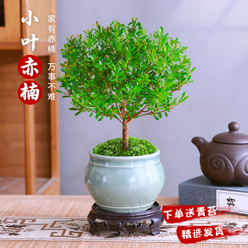 小叶赤楠老桩盆景苗植物花