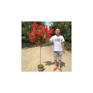 紫薇树苗百日红小苗庭院种植紫微风景红火箭老桩花苗耐寒