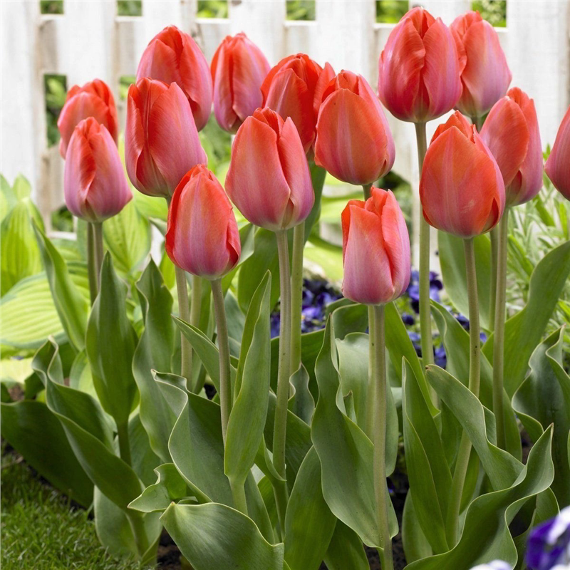 郁金香种球水培盆栽荷兰进口5颗球桌面植物花卉种子阳台耐寒好养