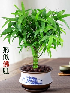 罗汉竹佛肚竹盆栽客厅办公室造景老桩树苗观赏南天竹米竹耐寒植物