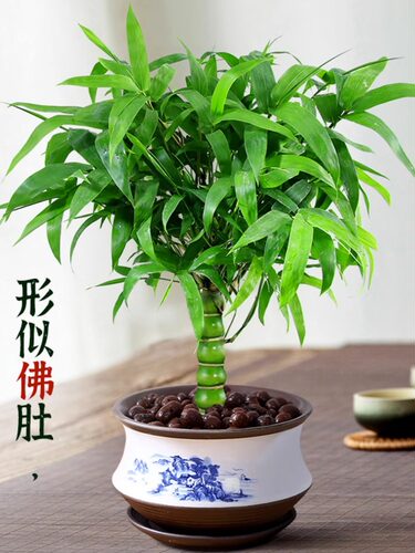 罗汉竹佛肚盆栽客厅办公室