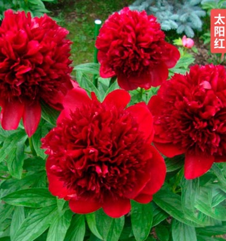 耐寒芍药花苗带牙重瓣大根块
