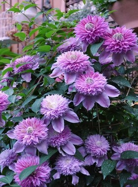 3颗铁线莲球根室内外庭院爬藤耐寒植物多年生花苗盆栽