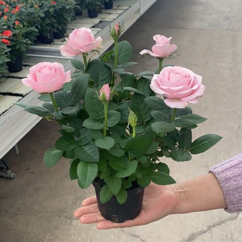 玫瑰花苗特大带苞卉绿植物盆