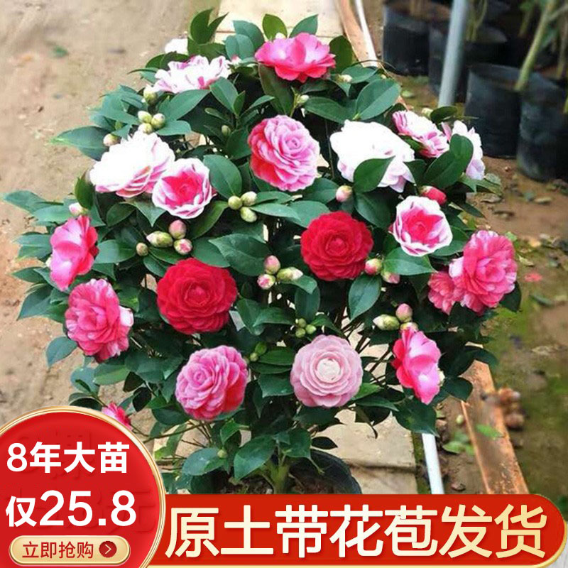 茶花树苗山茶花盆栽五色赤丹带花苞香妃花苗室内四季花卉开花植物-封面