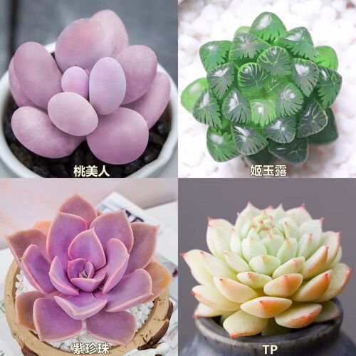 多肉植物红宝石桃蛋玉露吹雪吸财树