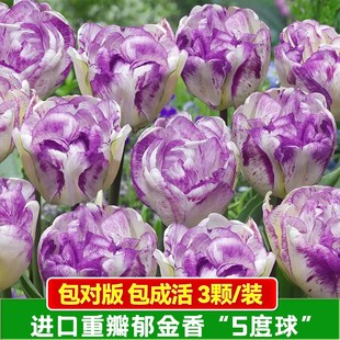 进口重瓣雪梨公主郁金香种球5度球 耐寒庭院球根花卉盆栽植物子
