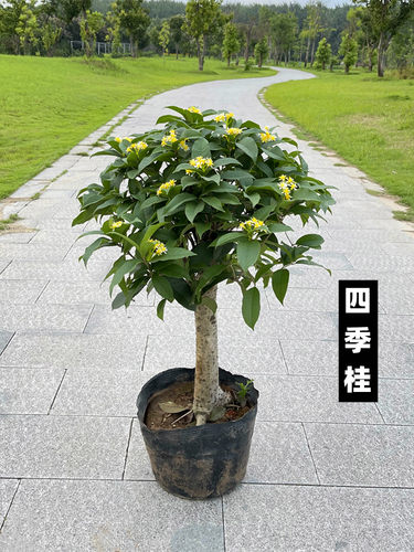 四季桂花盆栽矮霸桩树苗植