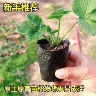 小盆草莓苗种植带盆带土四季 盆栽室内植物奶油草莓秧家庭阳台结果