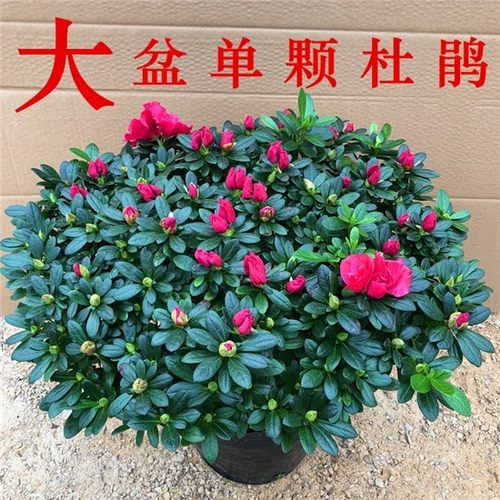 杜鹃花带苞大盆栽植物四季