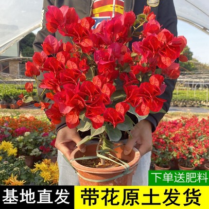 三角梅爬藤植物庭院盆栽室内外带花树苗阳台花卉重瓣老桩四季开花